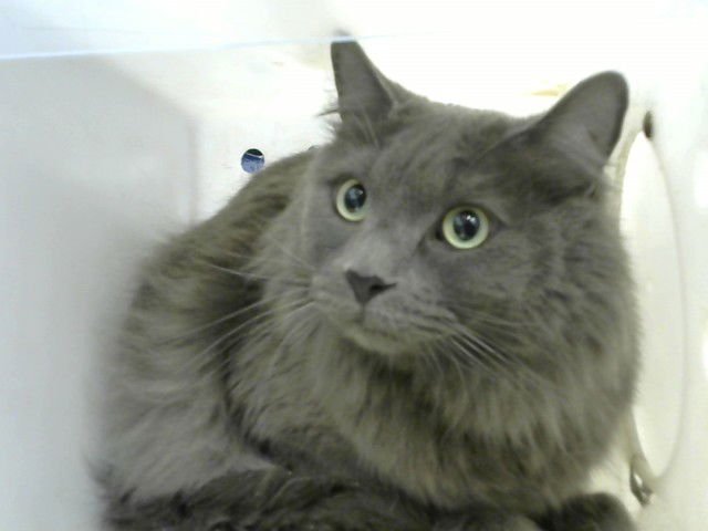 SMOKE - Domestic Long Hair available for adoption