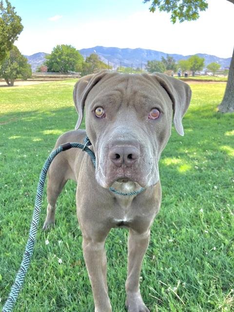 RANDY - Pit Bull Terrier available for adoption