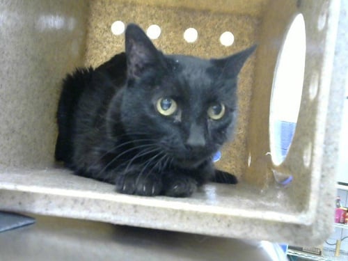 RITA - Domestic Short Hair for adoption in Albuquerque