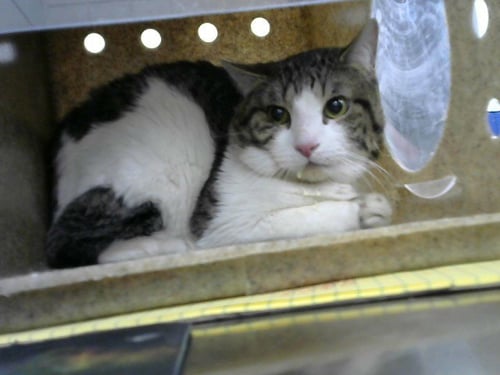 IRAN - Domestic Short Hair available for adoption