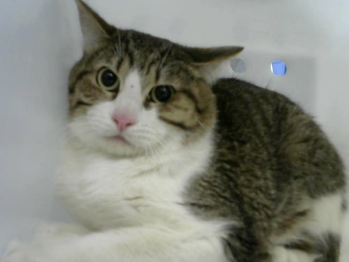 WATER MELON - Domestic Short Hair available for adoption