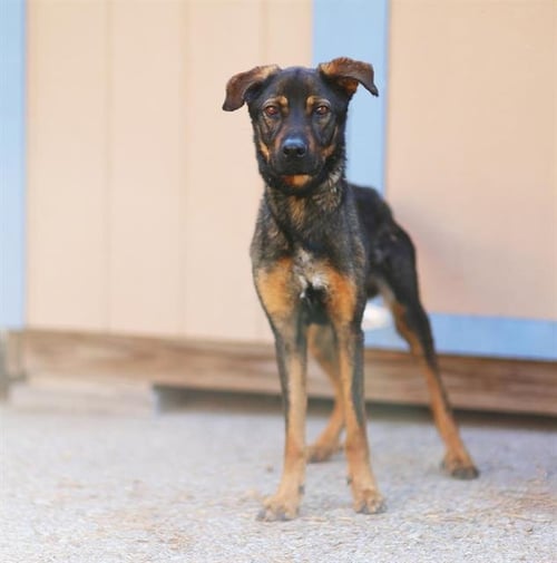 BLIPPI - German Shepherd Dog / Rottweiler available for adoption