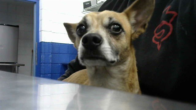 DIABLO - Chihuahua available for adoption