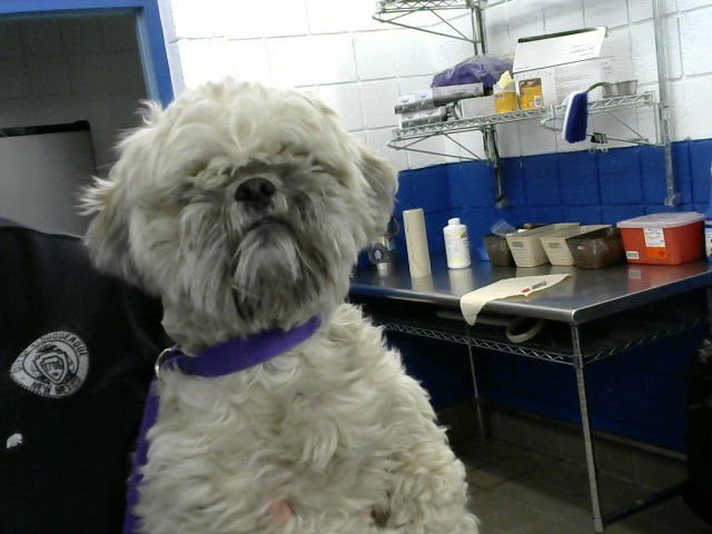 SHILO - Shih Tzu available for adoption