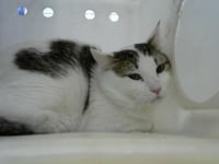 KOREA - Photo 1