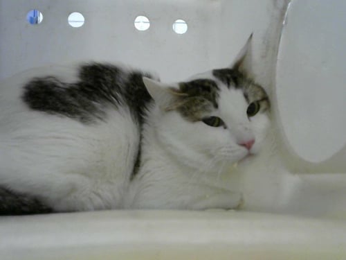 KOREA - Domestic Short Hair available for adoption