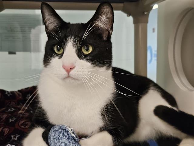 SOOSI - Domestic Short Hair available for adoption