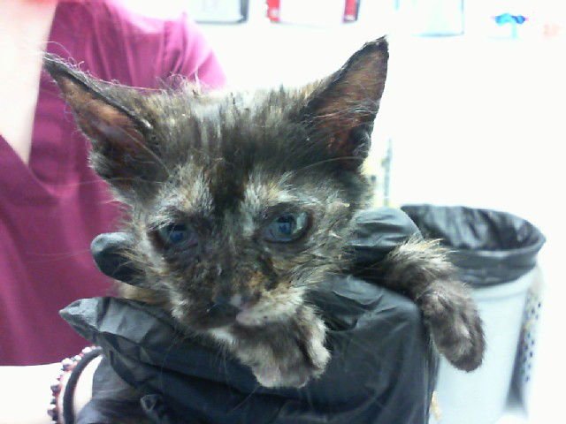 STINKY - Domestic Medium Hair available for adoption