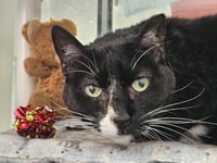CORKY - Photo 1