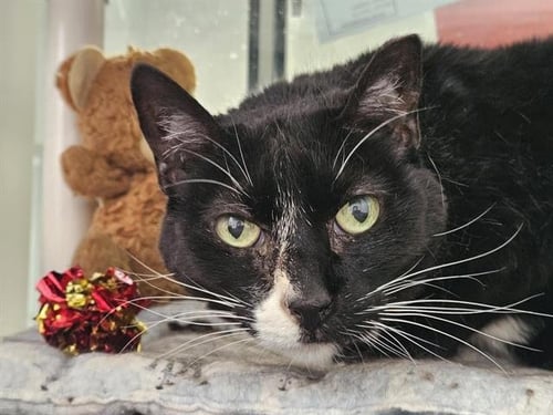 CORKY - Domestic Short Hair for adoption in Albuquerque