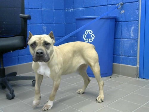 DEMI - American Pit Bull Terrier available for adoption