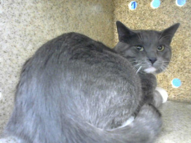 ROCKIE - Domestic Medium Hair available for adoption