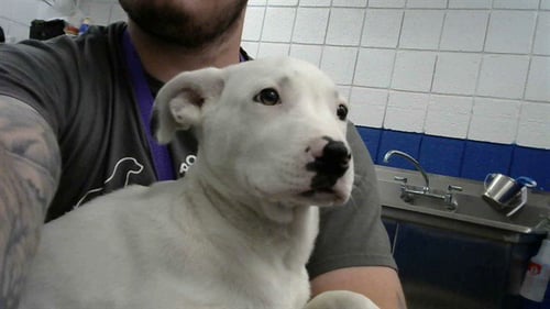 GHOST - Pit Bull Terrier available for adoption