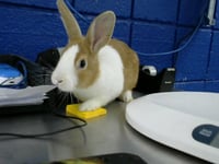 WISPA - Photo 1