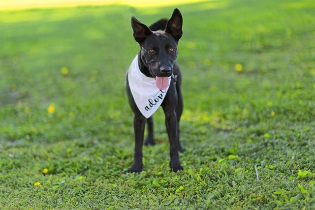 BROCKTON - Labrador Retriever available for adoption