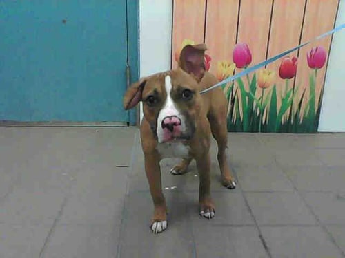 YOSHI - American Pit Bull Terrier available for adoption