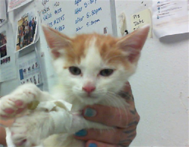 YUZU - Domestic Short Hair available for adoption