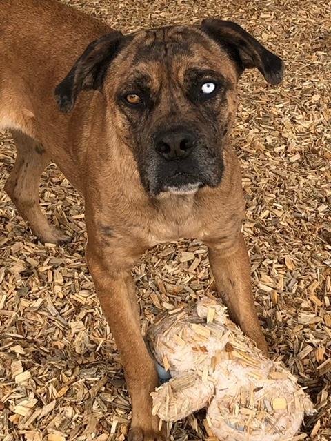 VERA - Mastiff available for adoption