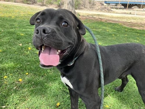 CHIMIO - American Bulldog available for adoption