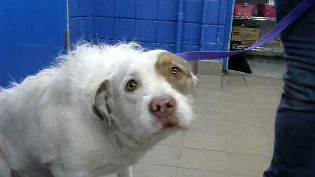 KANE - Australian Shepherd available for adoption