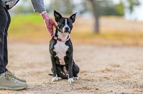 ALONDRA - American Pit Bull Terrier available for adoption