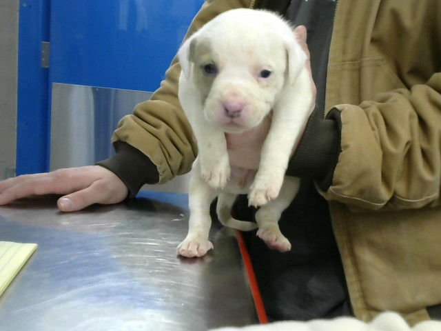 TOBY - American Pit Bull Terrier available for adoption