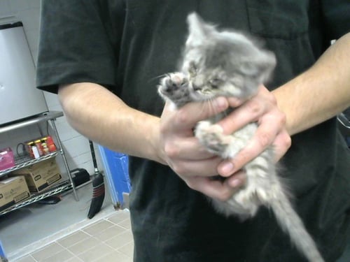 NINA - Domestic Short Hair available for adoption