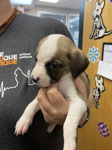 BUNNY - Beagle available for adoption