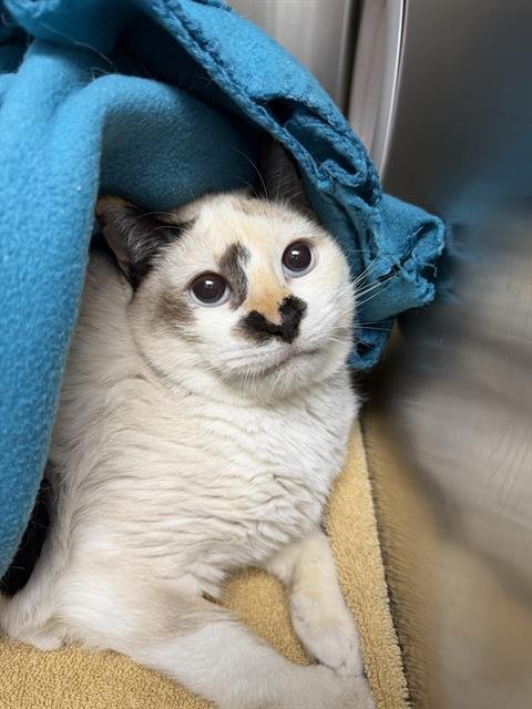 COOKIE - Domestic Short Hair available for adoption