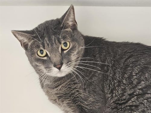 GRAYLA - Domestic Short Hair for adoption in Albuquerque