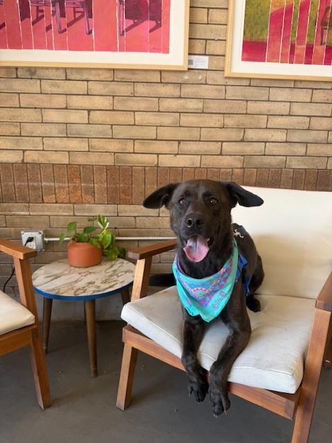 TORO - German Shepherd Dog available for adoption