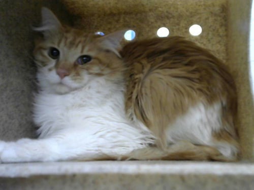 APPLE - Domestic Short Hair available for adoption