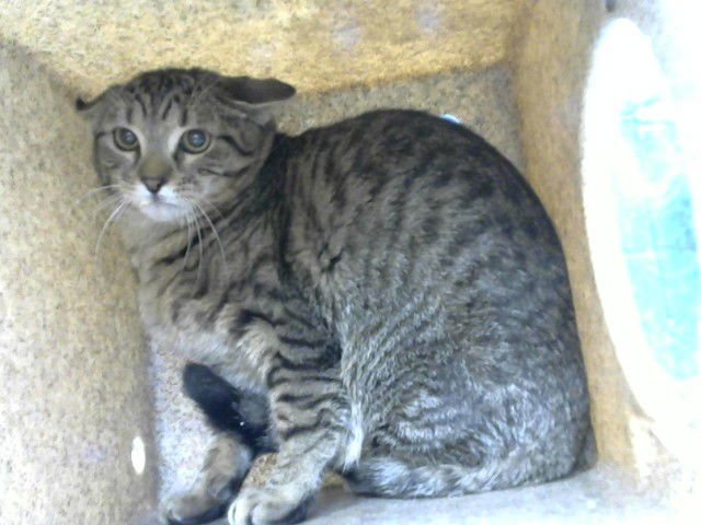 BANANA - Domestic Medium Hair available for adoption