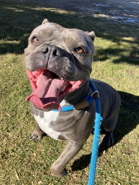 VIVIAN - English Bulldog available for adoption