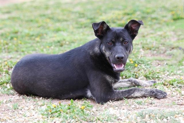 JENNY - Queensland Heeler / Labrador Retriever available for adoption