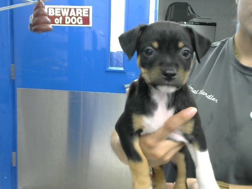 BASHFUL - Miniature Pinscher / Pit Bull Terrier available for adoption