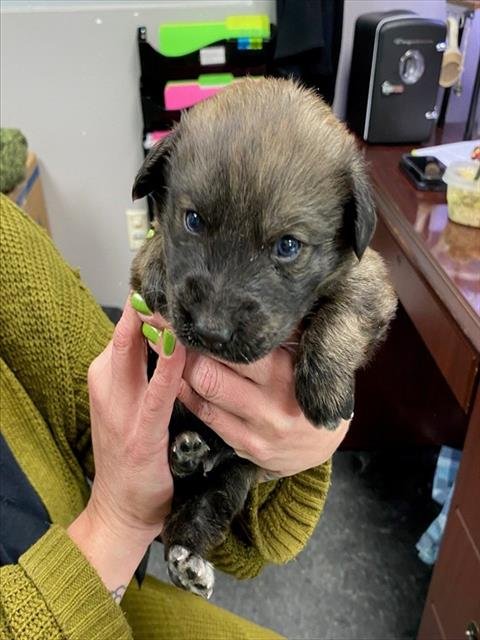 CHEEZ-IT - Labrador Retriever available for adoption