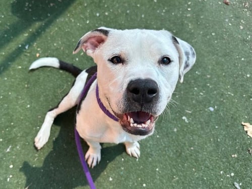 PEPPER - American Pit Bull Terrier available for adoption