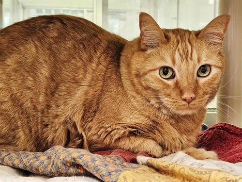 EARL - Domestic Short Hair available for adoption