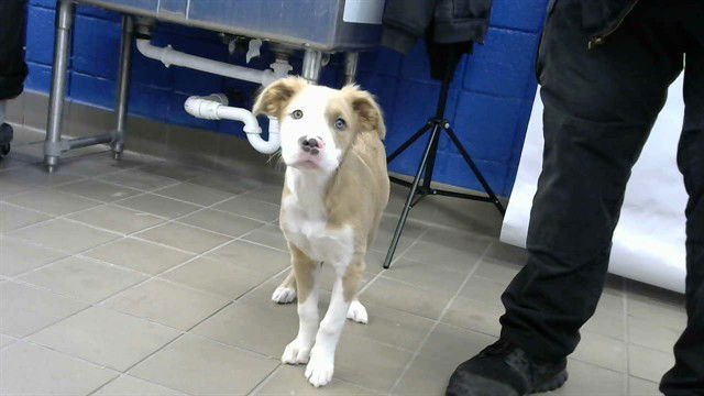 AK - Australian Shepherd available for adoption