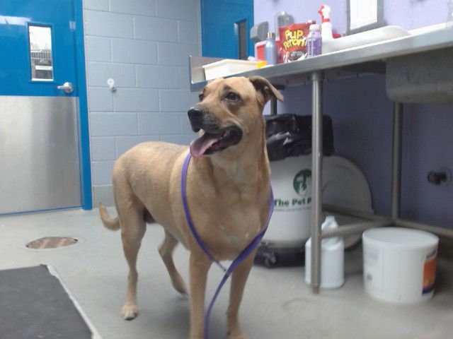 ZELDA - Labrador Retriever / German Shepherd Dog available for adoption