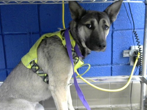 SUKI - German Shepherd Dog available for adoption