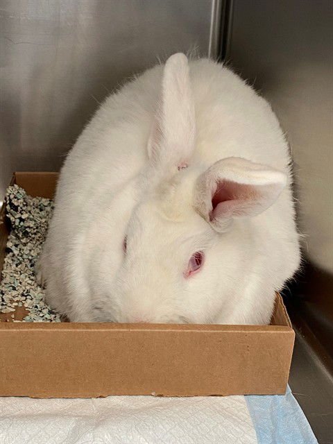 BUGZ - Shorthaired Rabbit available for adoption