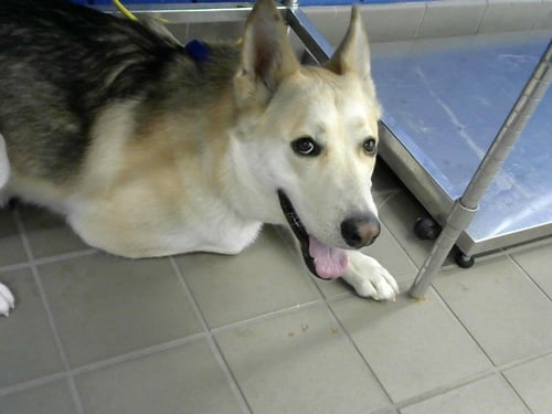 KRAMER - German Shepherd Dog available for adoption