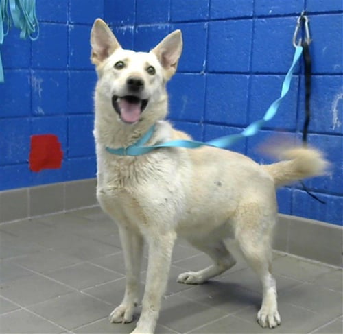 SUNFLOWER - German Shepherd Dog available for adoption