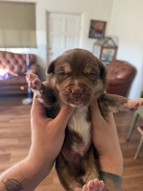 WILD BERRY - Husky available for adoption