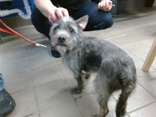 TRAMP - Scottish Terrier Scottie available for adoption