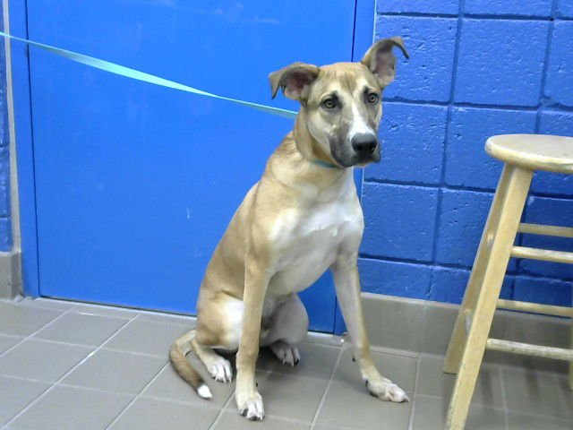 CAPTAIN - German Shepherd Dog available for adoption