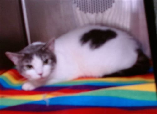 APPLE - Domestic Short Hair available for adoption