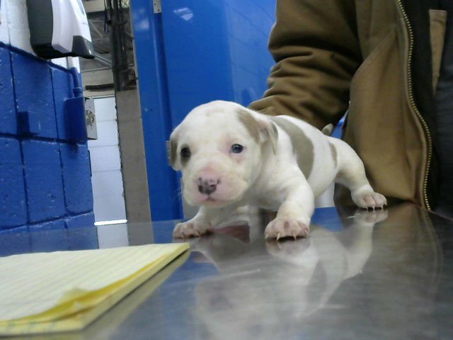 CASSANDRA - American Pit Bull Terrier available for adoption